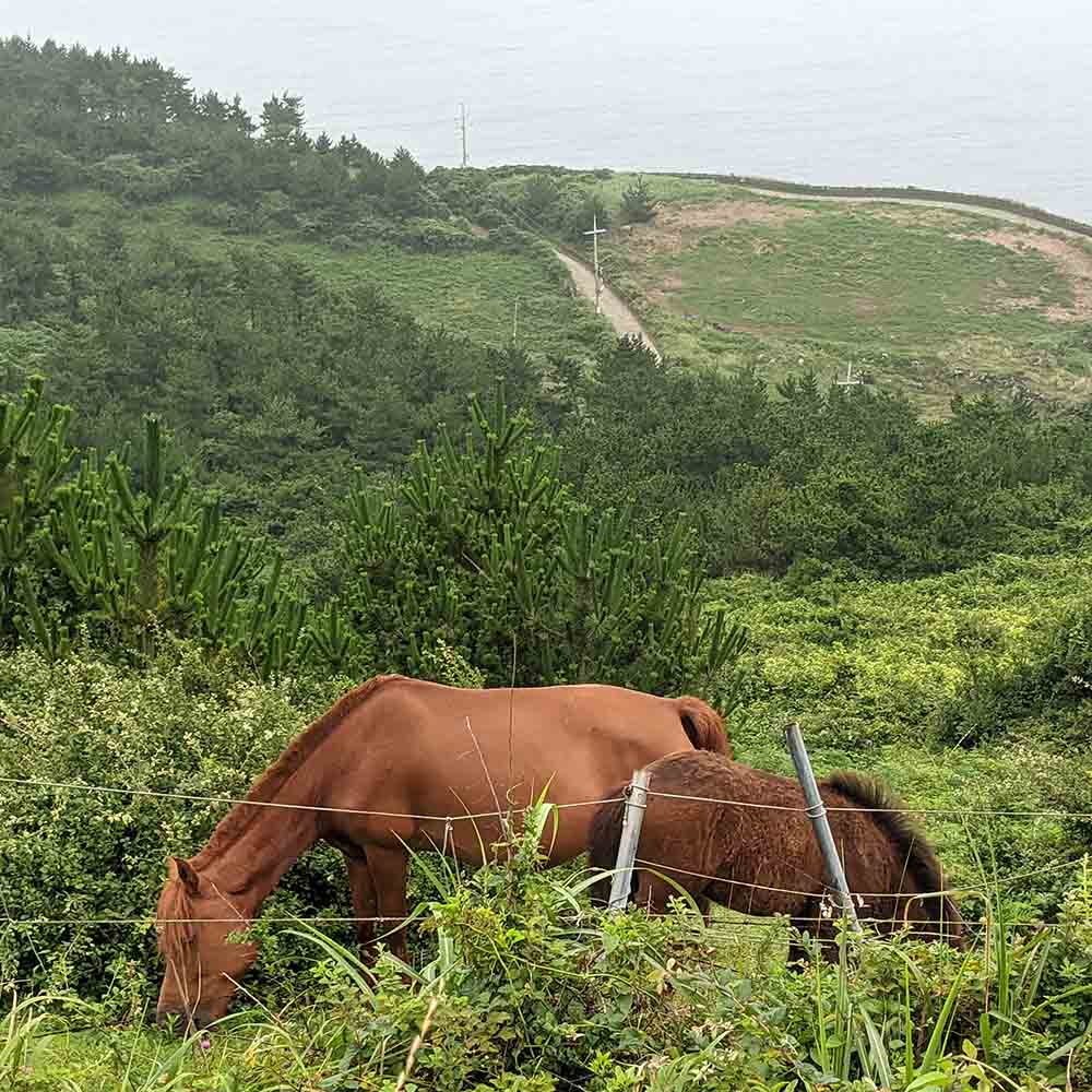 Songaksan, Jeju, aka Horse Mountain!